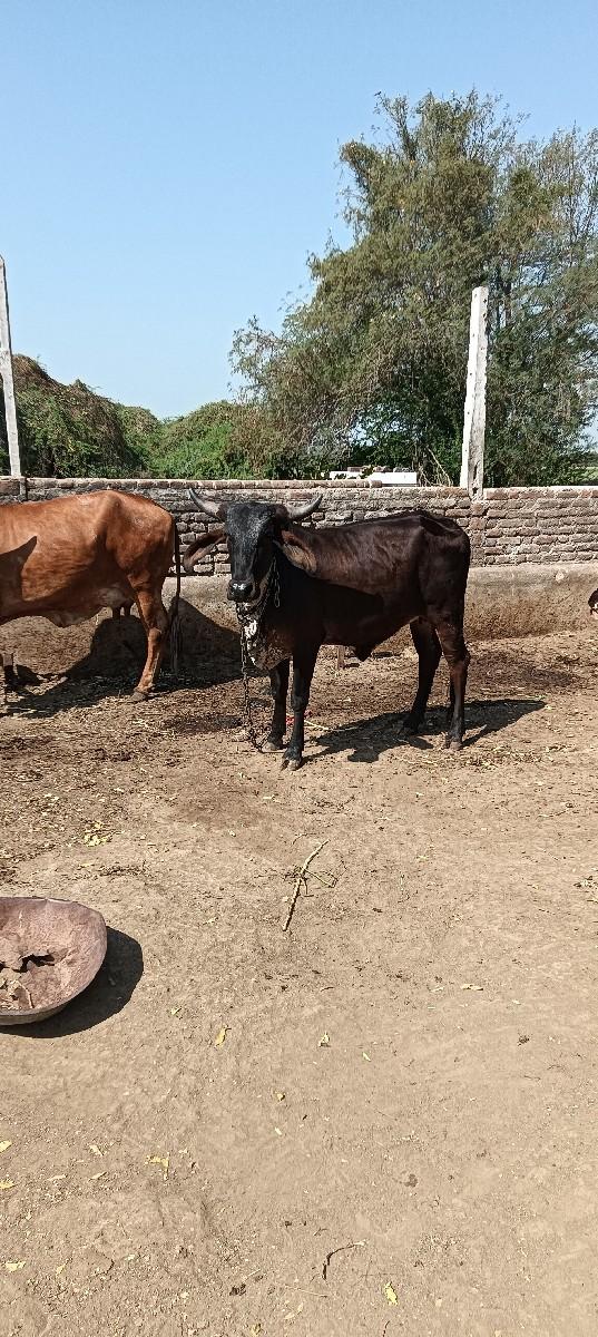 થંબનેલ 2