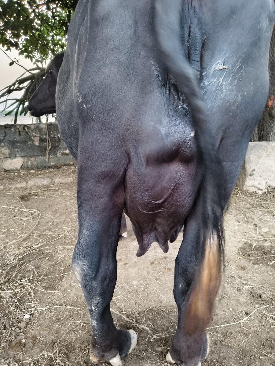 થંબનેલ 3