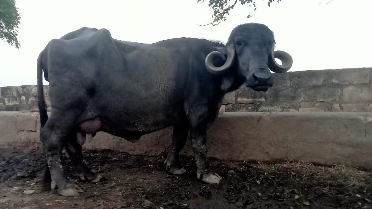 થંબનેલ 2