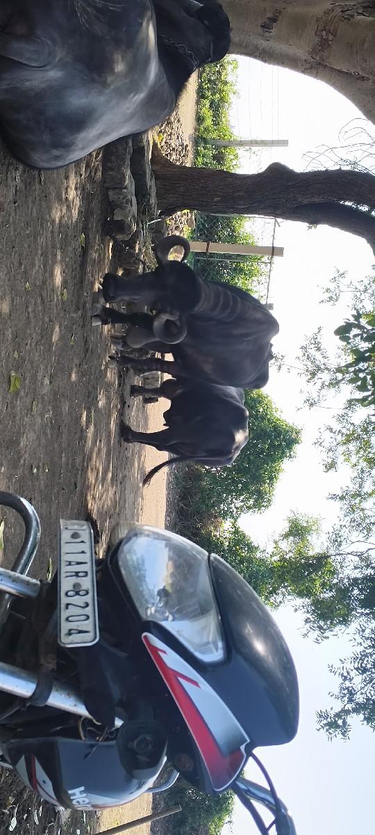 થંબનેલ 2