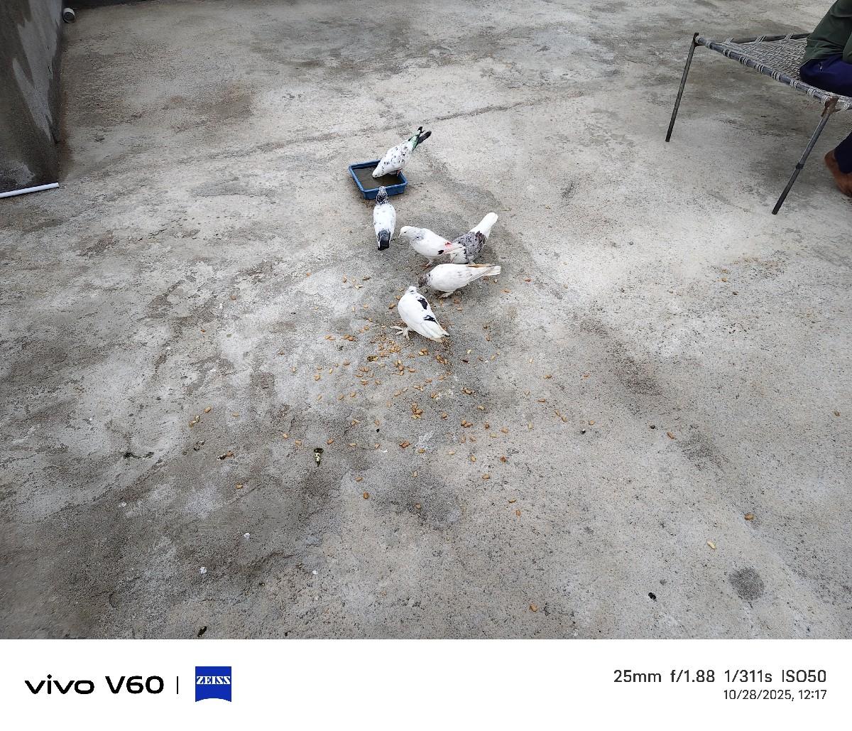 કબૂતર વેચવા ના છે ૩ જોડી સાથે પેટી