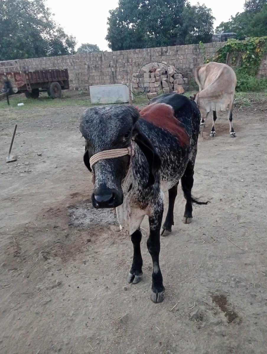 થંબનેલ 2