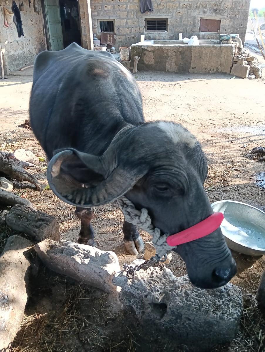 ભેંસ વેચવાની છે 25 દિવસની કાશી