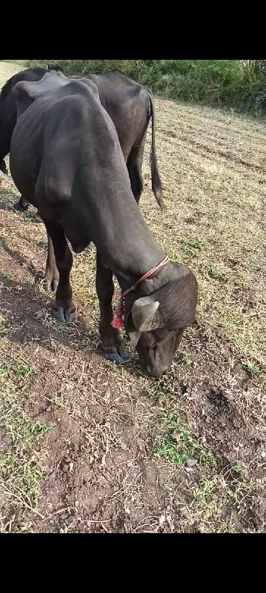 થંબનેલ 2