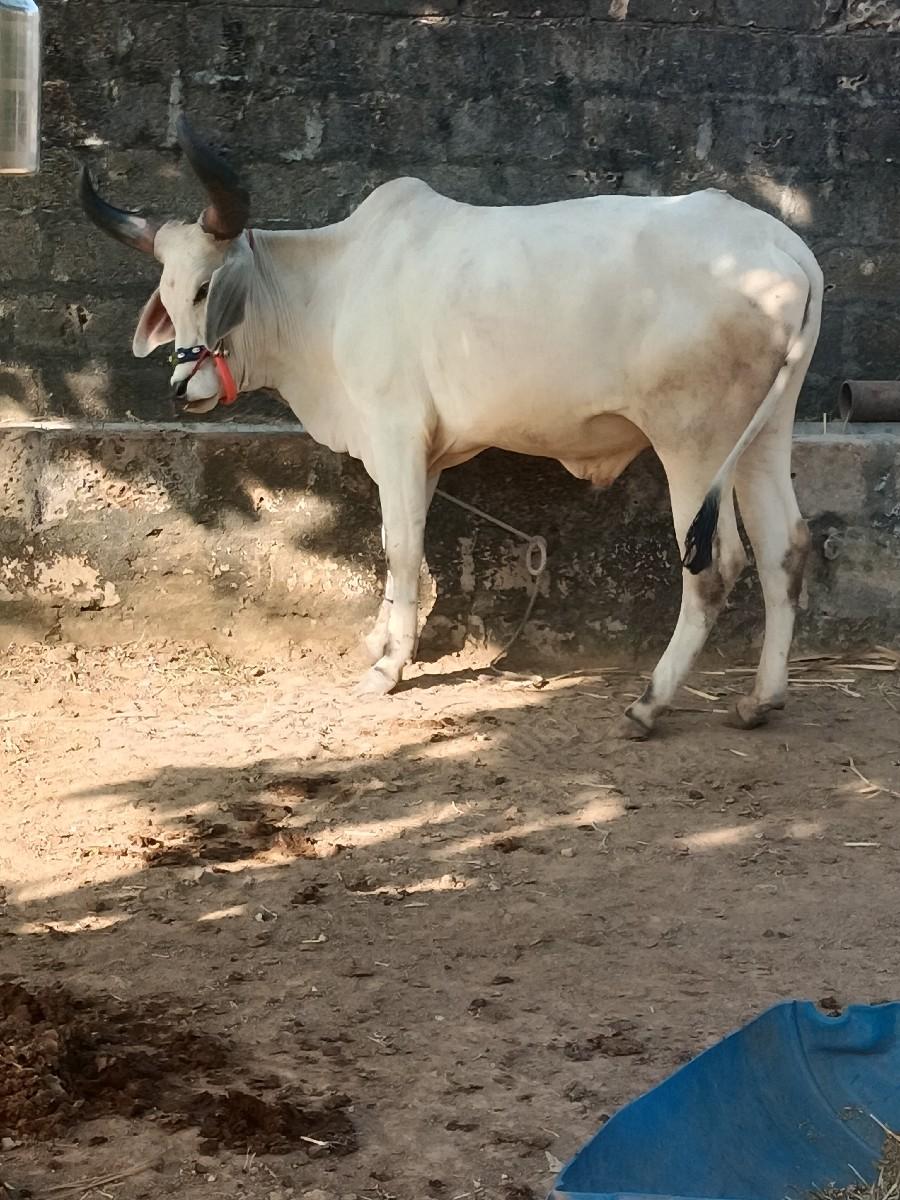 થંબનેલ 2