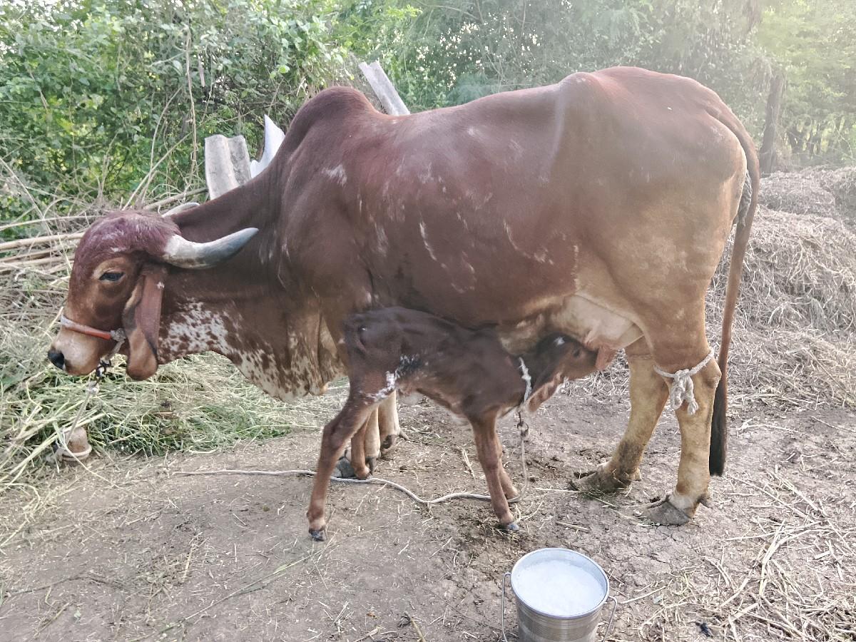 બેઈ.તાજી.વીહાલ..દોવામા..છોજી