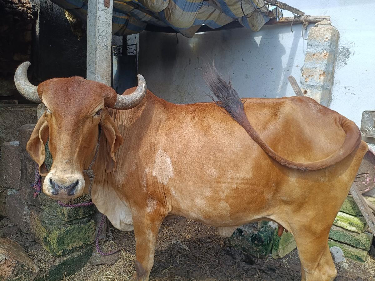 થંબનેલ 2