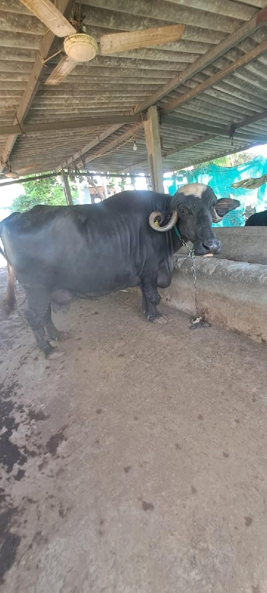 થંબનેલ 2