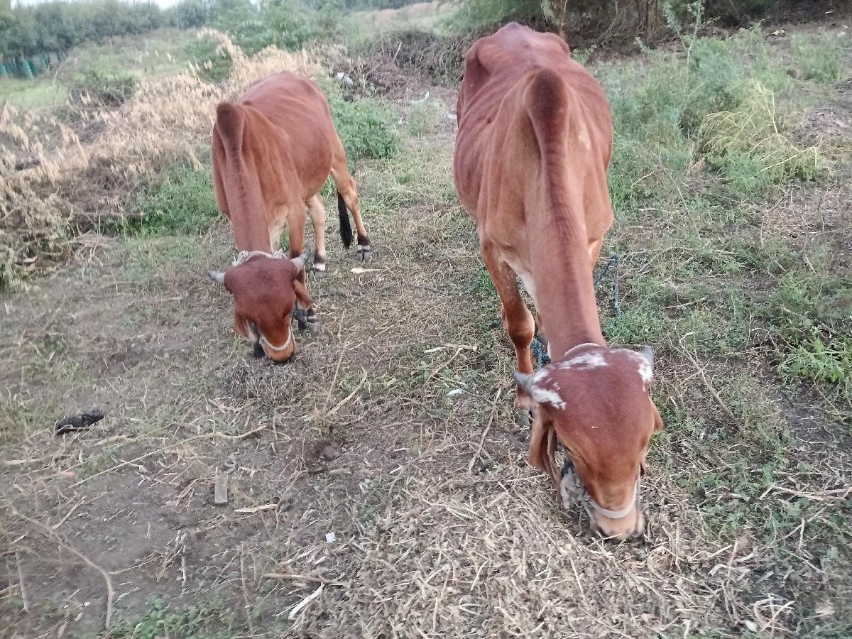 થંબનેલ 2