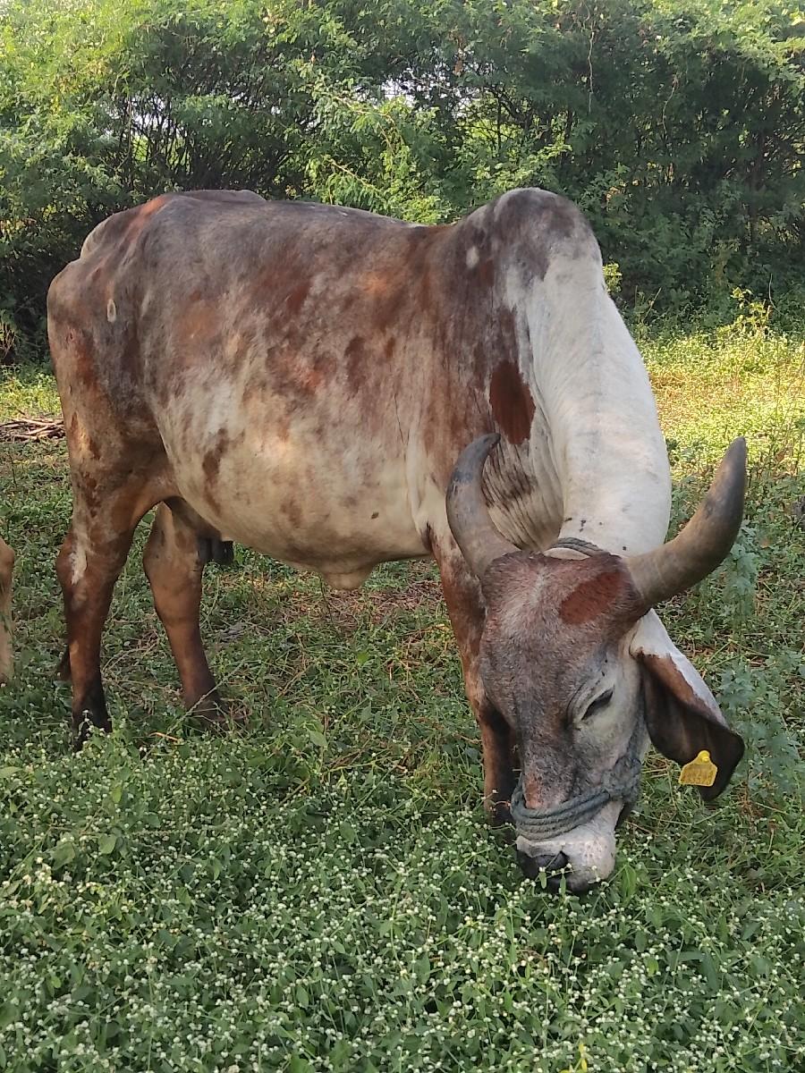 ગાય વેચવાની છે