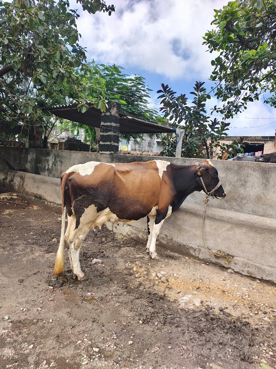 ગાય વેચવાની છે