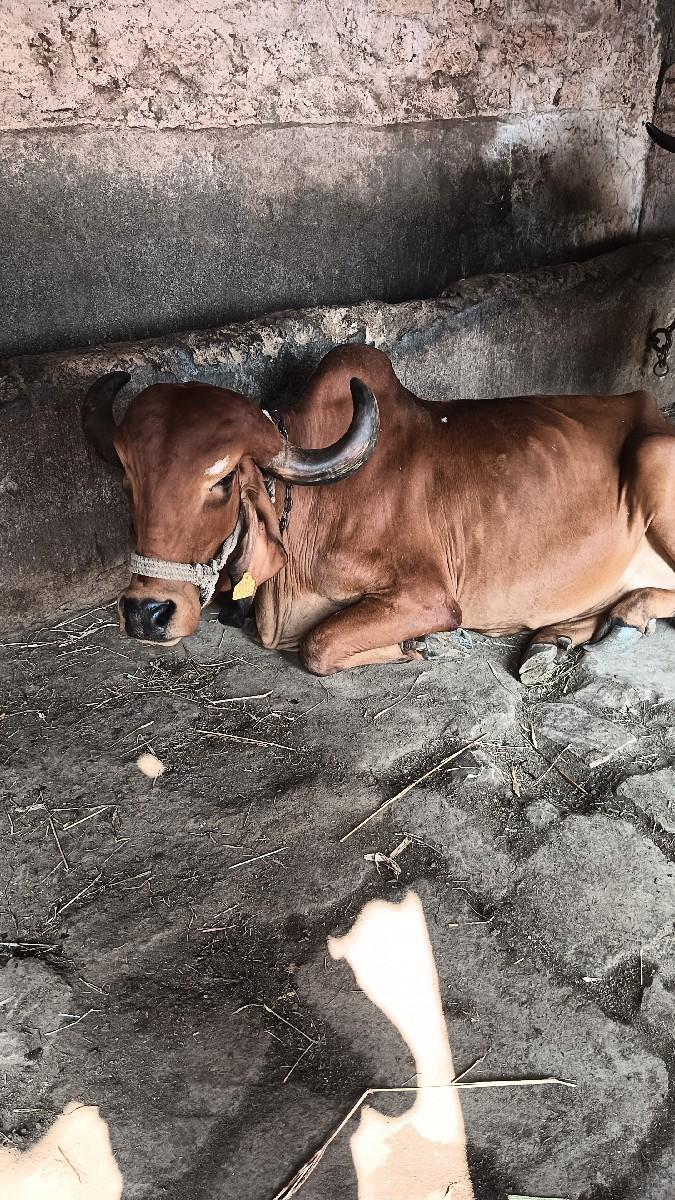 થંબનેલ 2