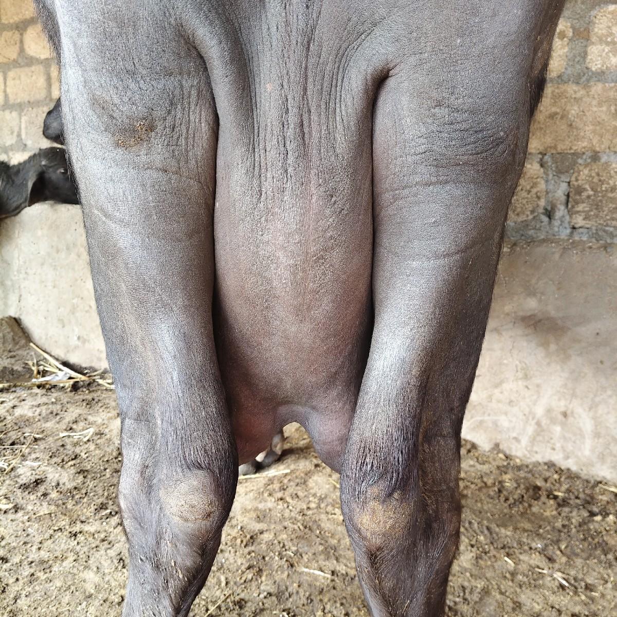 થંબનેલ 2