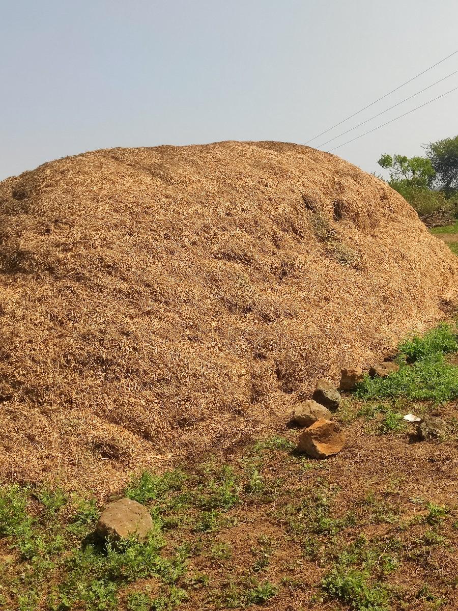 માંડવી નો ભૂકો (ચરો)(પાલો)