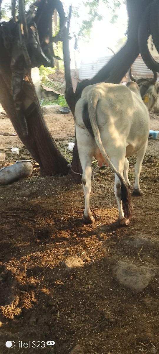 થંબનેલ 3