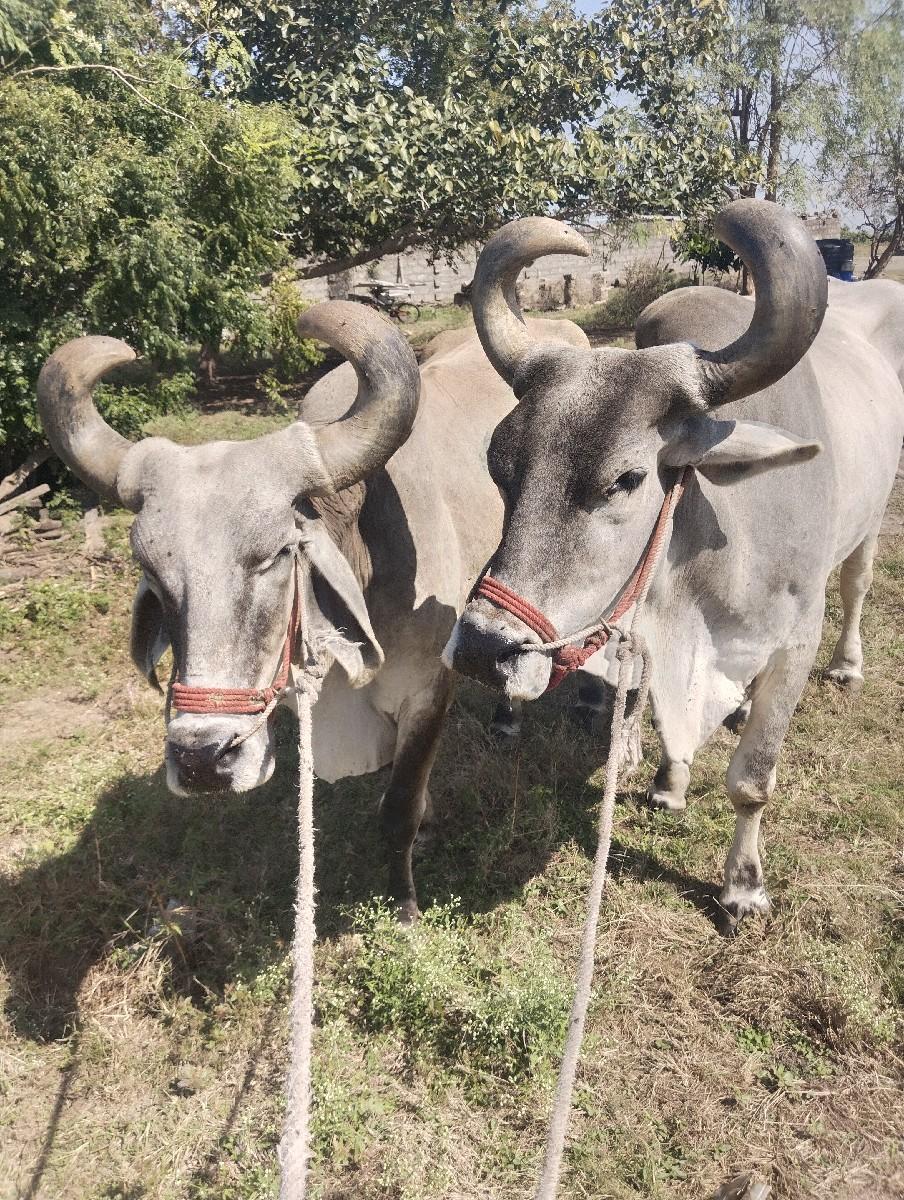 બ‌ળદ વેચવા છે