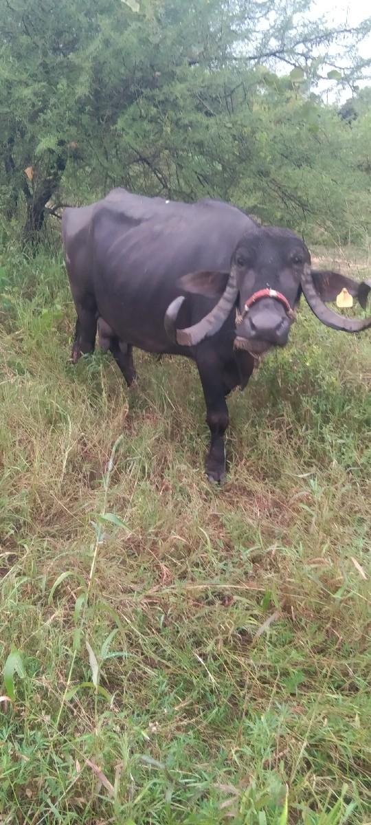 બધી જાત ની જવાબ દારી