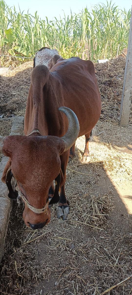 થંબનેલ 3