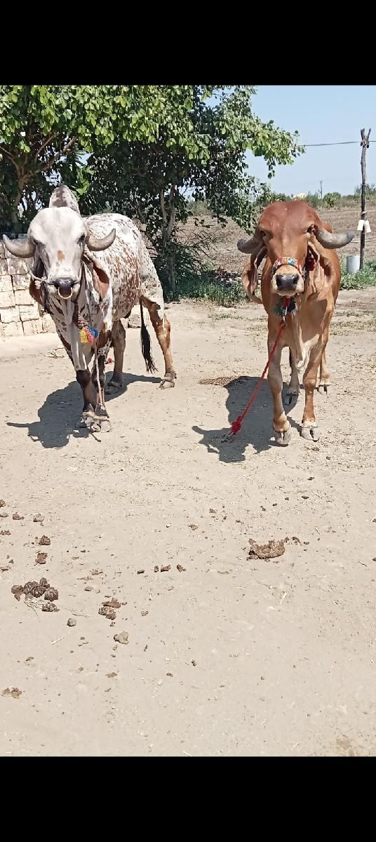 ગીર હોડકી વેચવાની છે