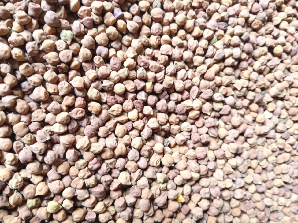 ચણા નું બિયારણ વેચવાનું  છે