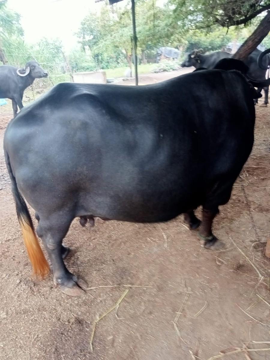 થંબનેલ 2