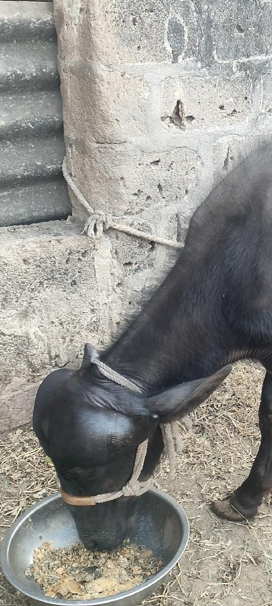 થંબનેલ 3