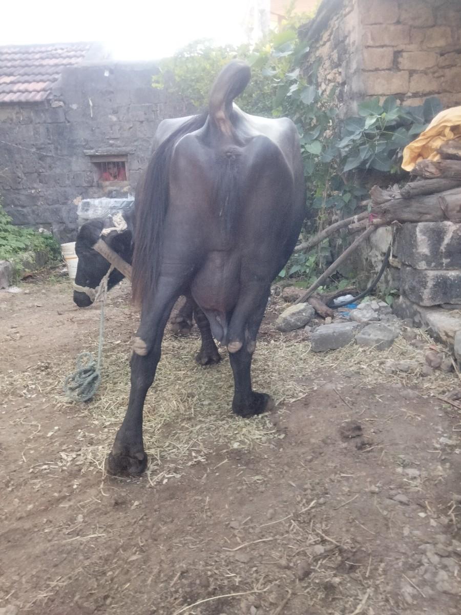 થંબનેલ 3