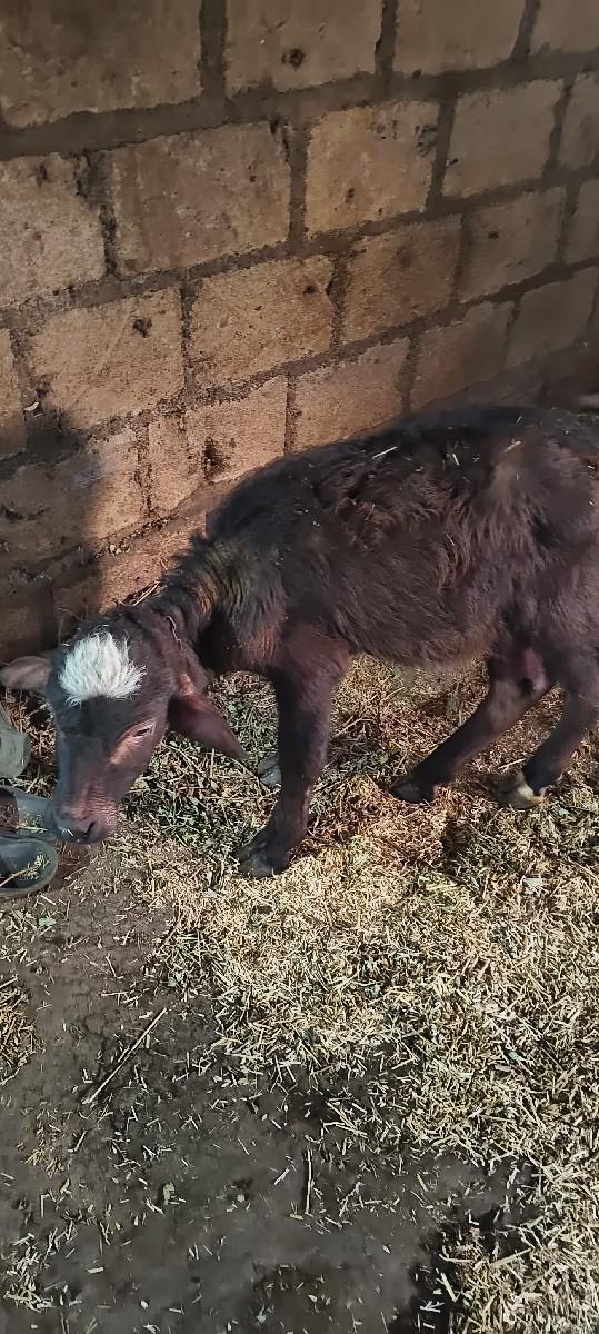 थंबनेल 3