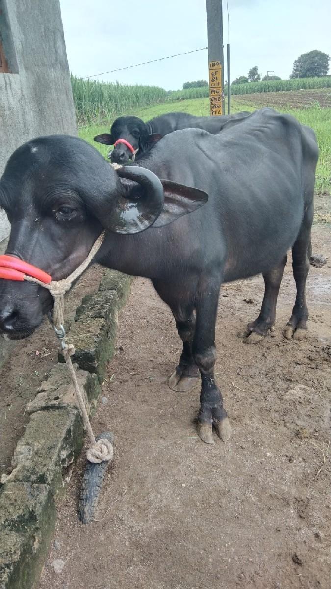 થંબનેલ 2