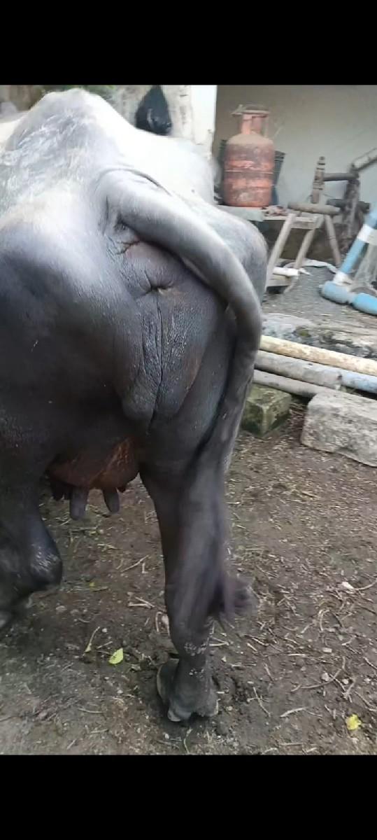 થંબનેલ 2