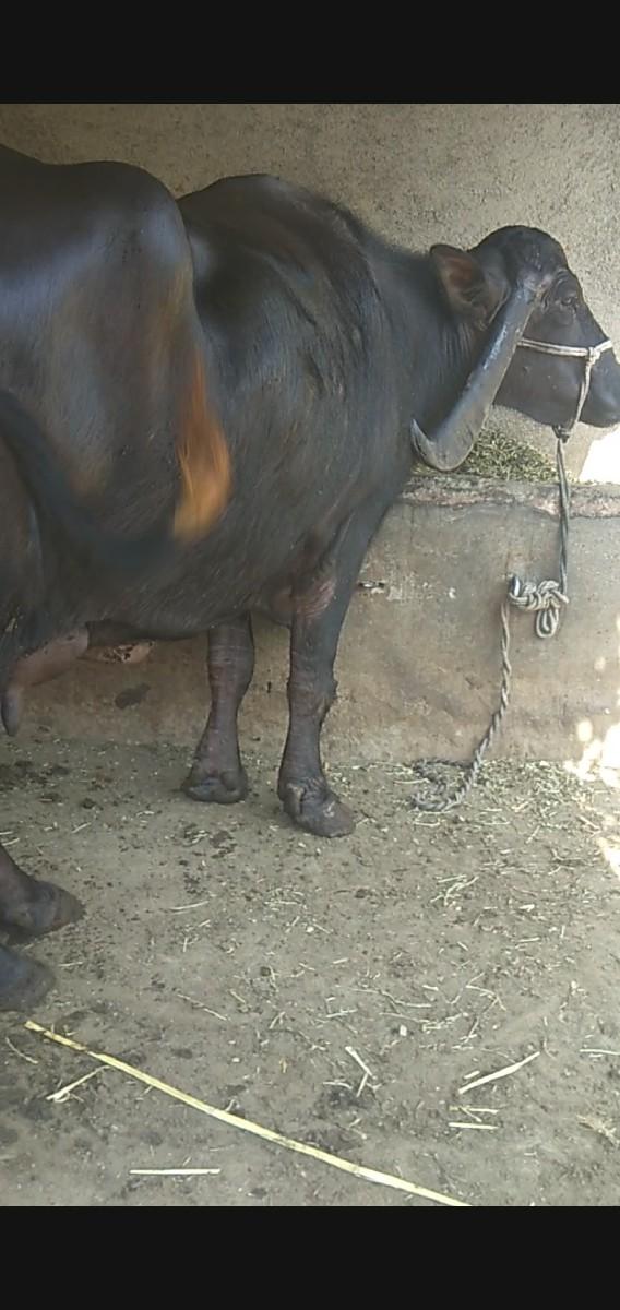 ભેંસ વેચવાની છે