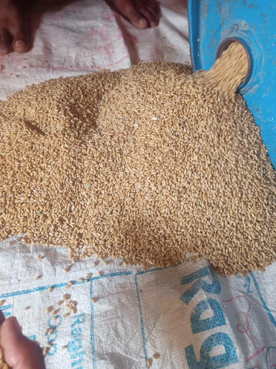 સયાજી ઘઉ નું બિયારણ વેચવાનું છે
