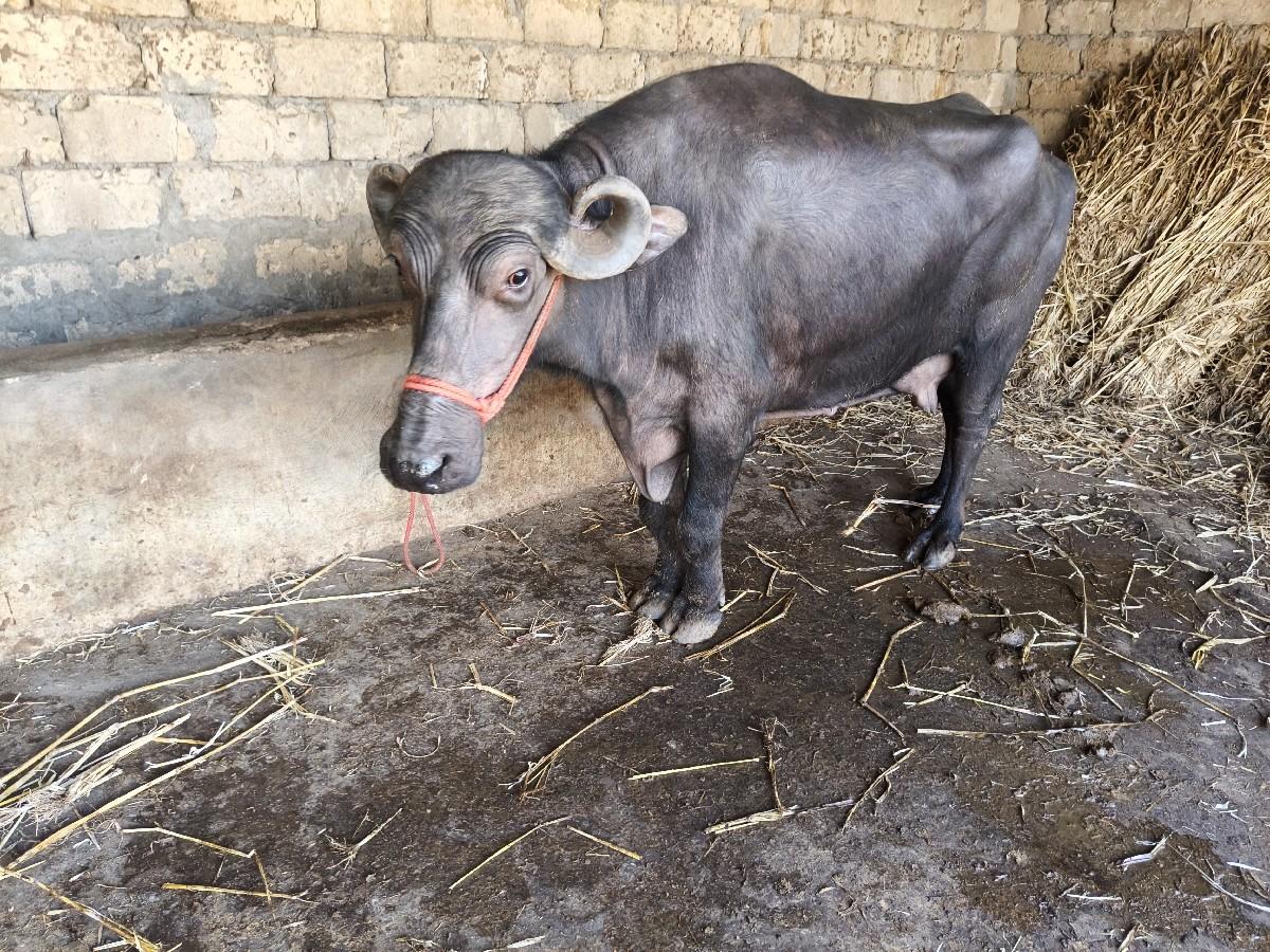 થંબનેલ 5