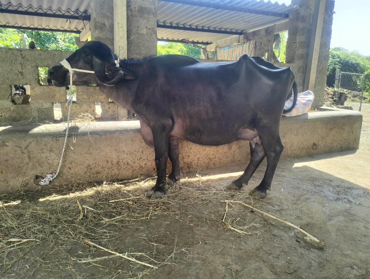 થંબનેલ 3