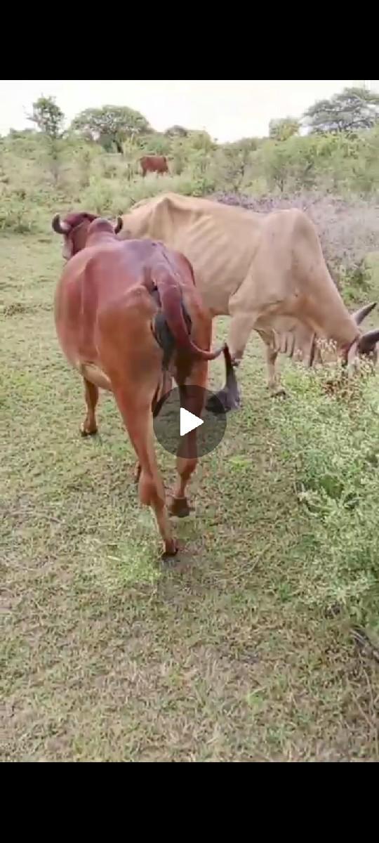 વેચવાનિછે