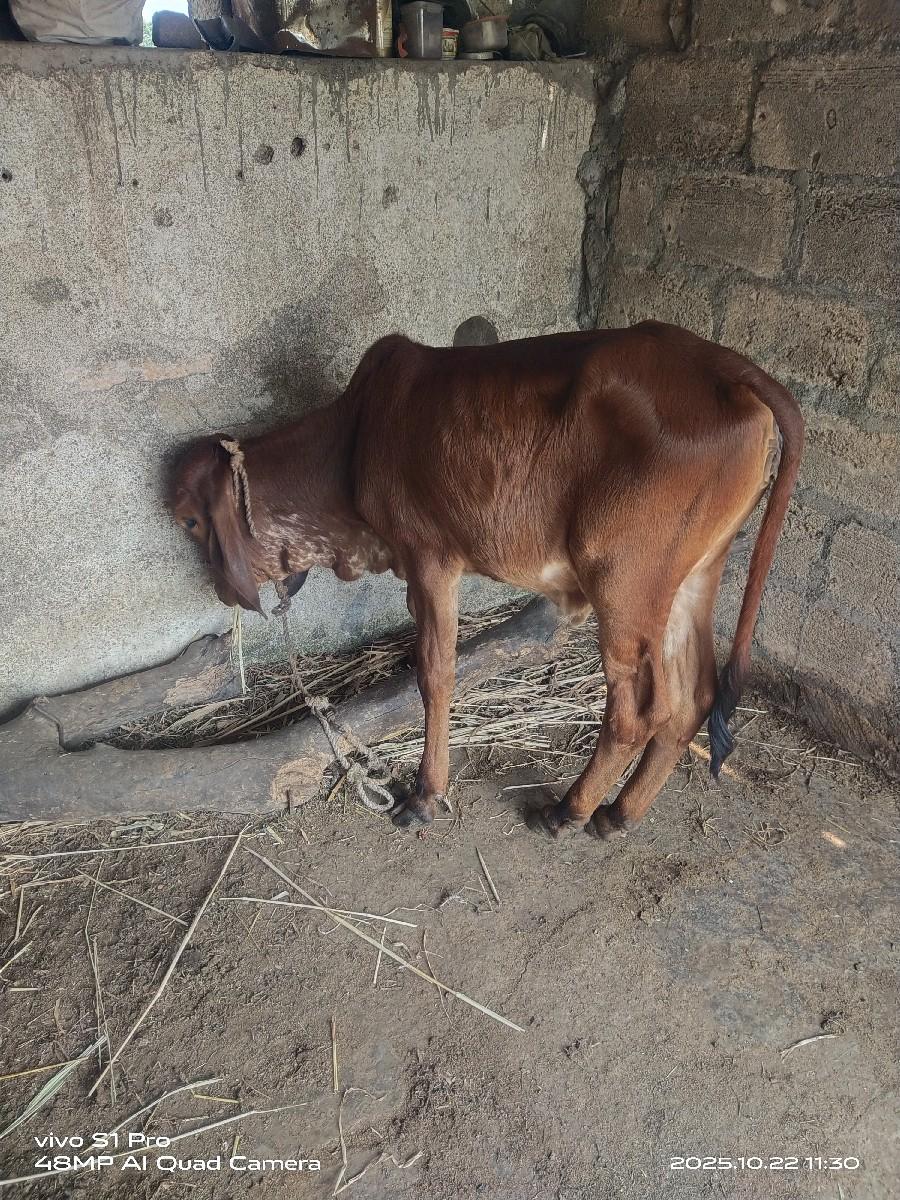 થંબનેલ 2