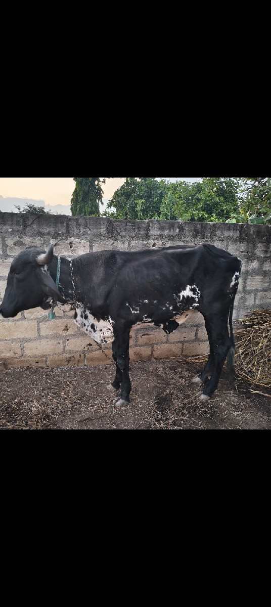 થંબનેલ 3