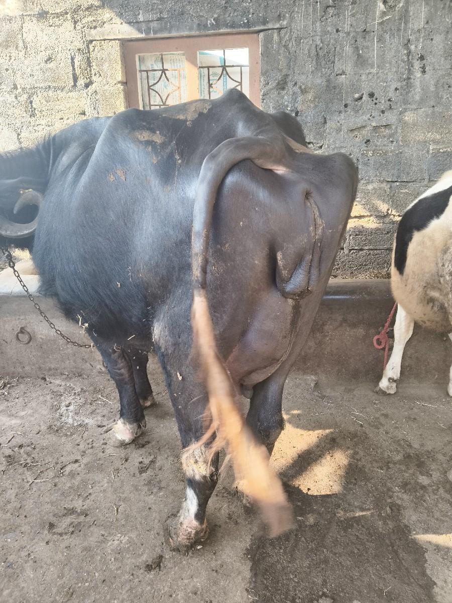 થંબનેલ 2