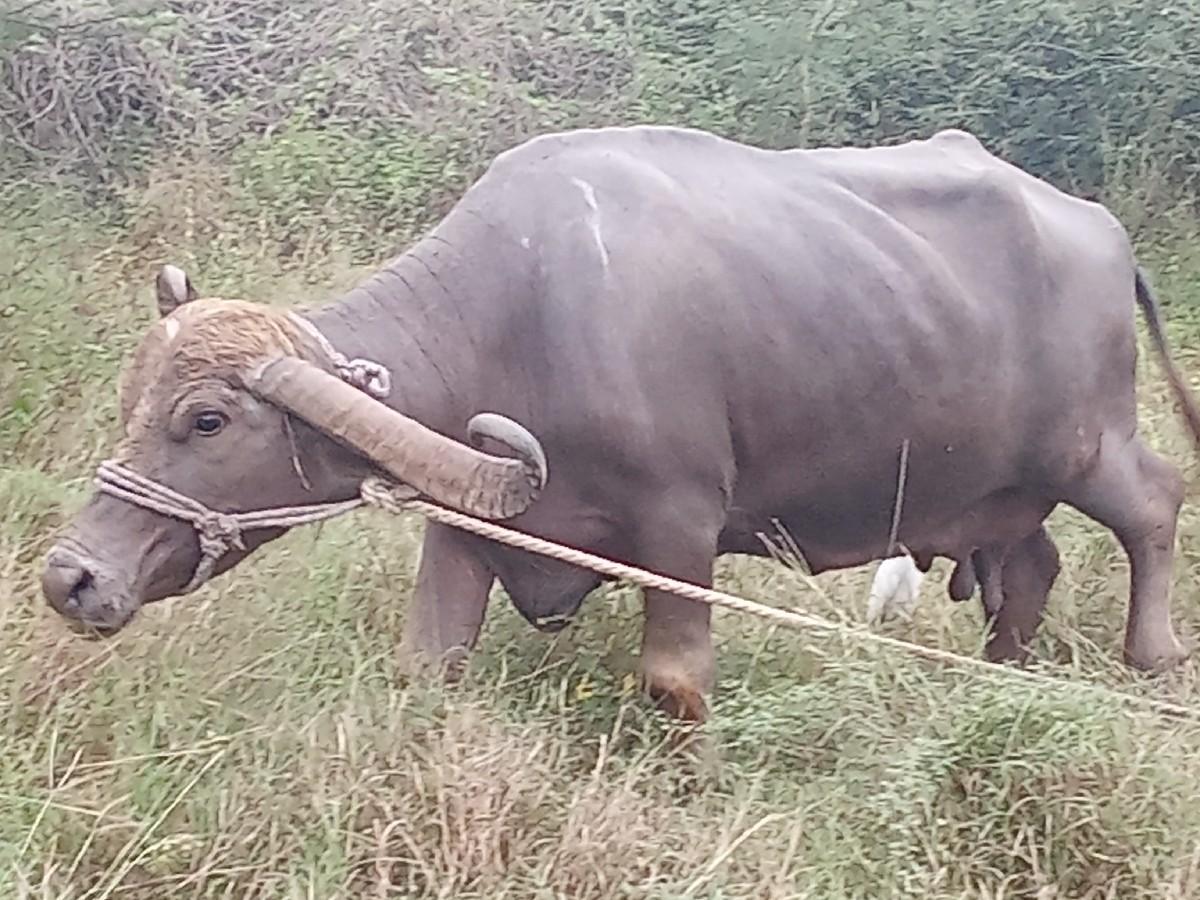 થંબનેલ 3