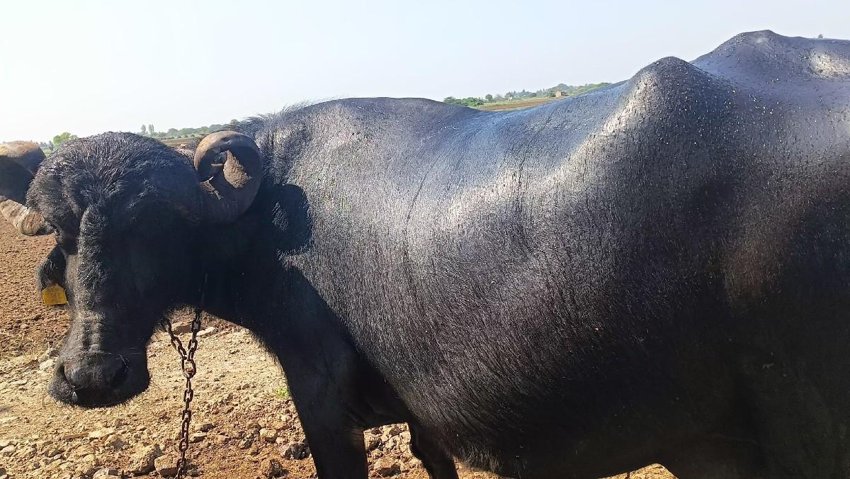 થંબનેલ 3