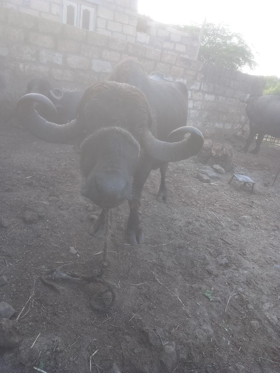 થંબનેલ 2