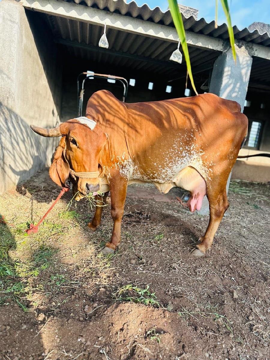 થંબનેલ 2