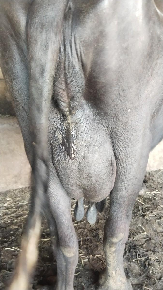 થંબનેલ 2