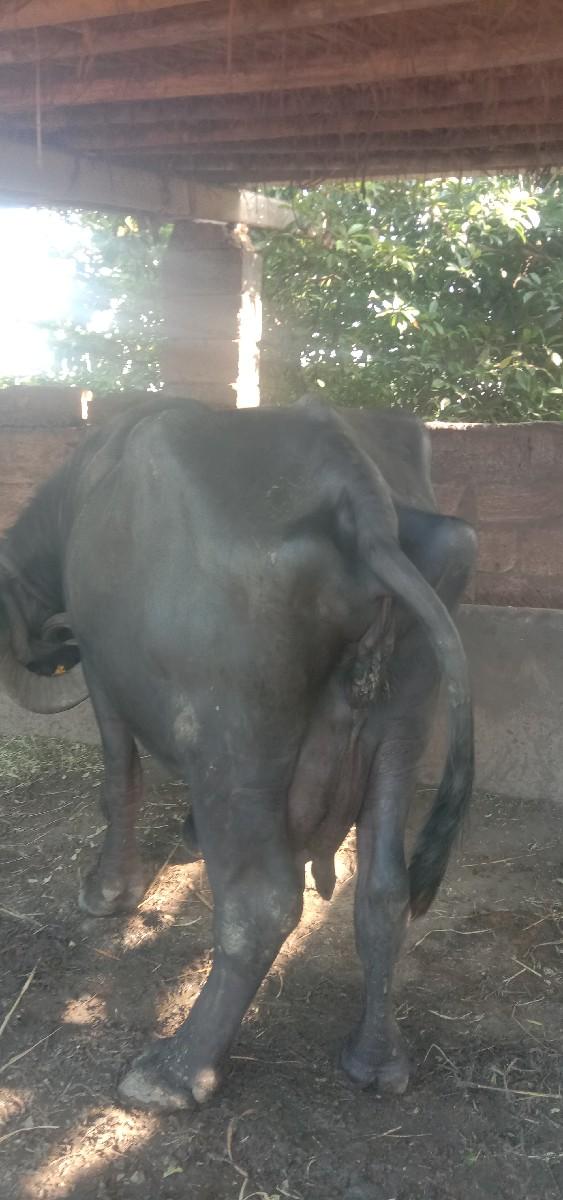 થંબનેલ 3