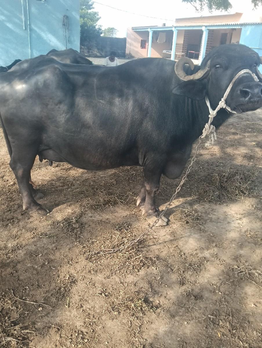 ભેસ વેચવાની છે