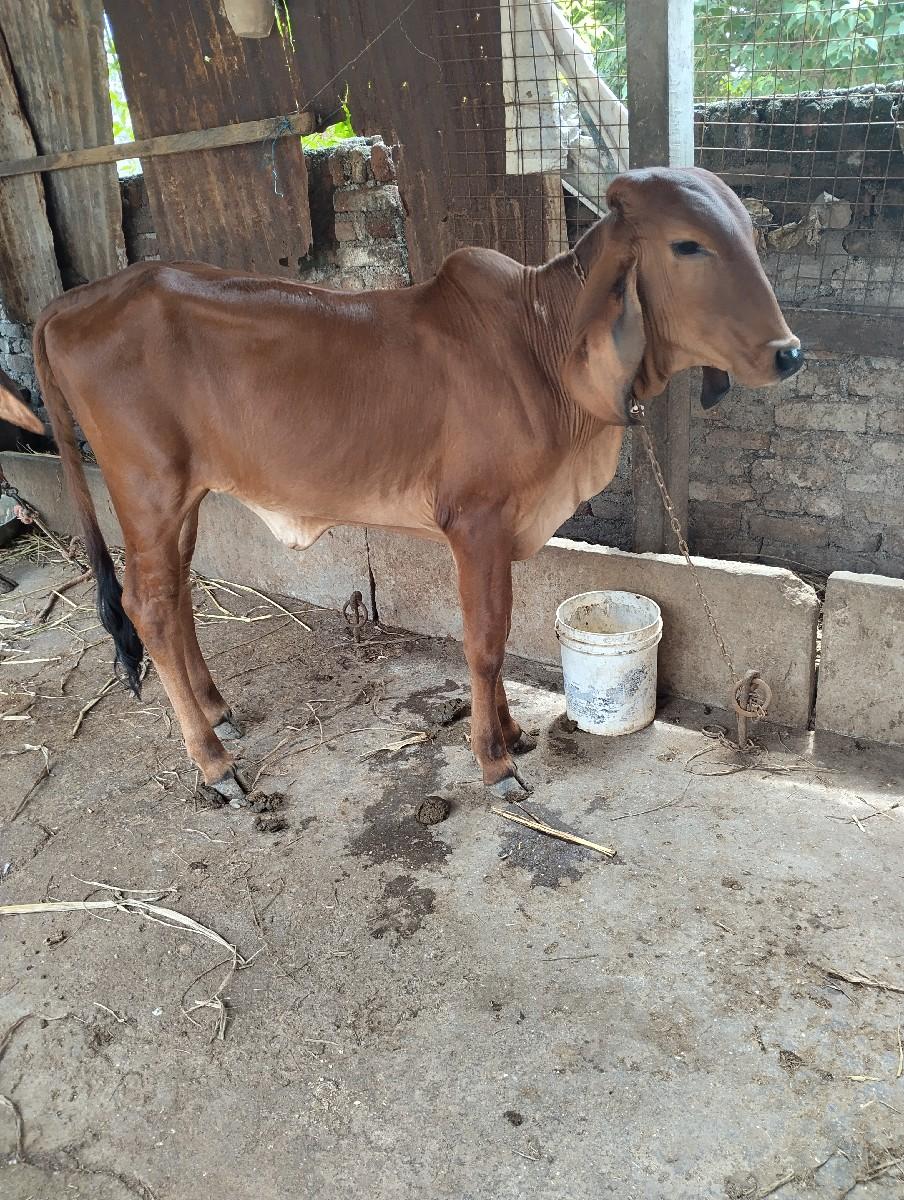 થંબનેલ 2