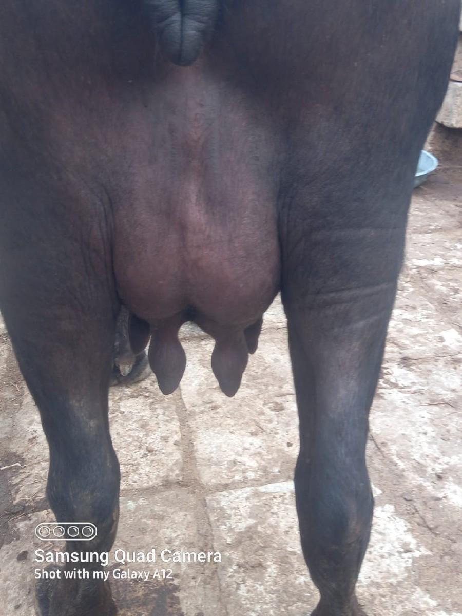 થંબનેલ 3