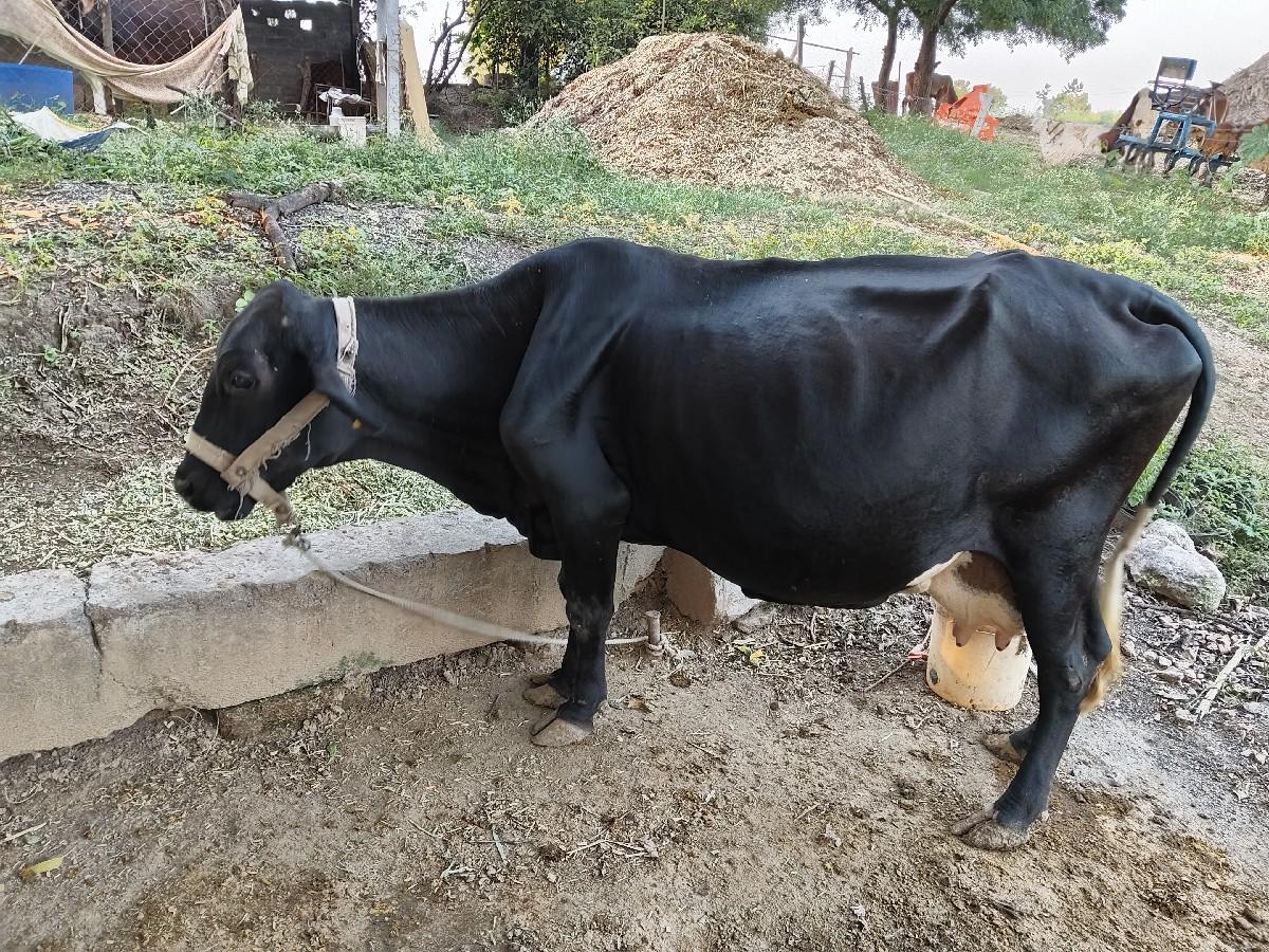 જર્સી ગાય વેચવાની છે