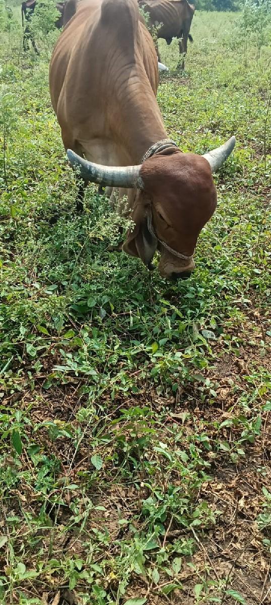 થંબનેલ 2