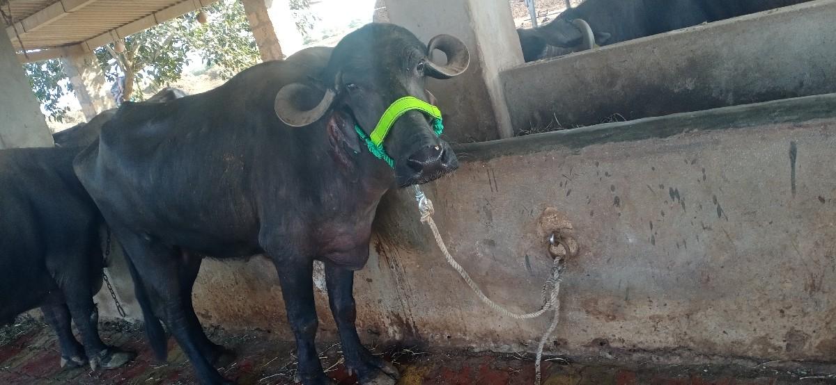 બે ભેશ વેચવાનીછે